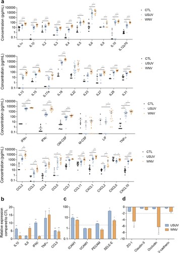 Figure 3. USUV and WNV infection induce different systemic and neuro-inflammation in vivo a Mice sera were collected at 2 or 3 dpi and inflammatory molecules were measured using a multiplexed ELISA assay. Concentrations of cytokines, IFNs, attractant growth factors and chemokines from mock-infected (CTL, black dots, n = 15), USUV (blue dots, n = 18) and WNV (orange dots, n = 14) are represented, bars show mean ± SEM (* p < 0.05, ** p < 0.01, *** p < 0.001, **** p < 0.0001). b, c, and d After ip infection of Ifnar-/- mice, brain mRNAs were extracted and purified. Gene expression of anti-viral and pro-inflammatory (b), cell adhesion (c) or tight junction (d) molecules were normalized to GAPDH and compared to control mice brain (CTL) in the context of USUV (blue bar chart) and WNV (orange bar chart) infection. Results are expressed as mean ± SEM (n = 6; * p < 0.05, ** p < 0.01).