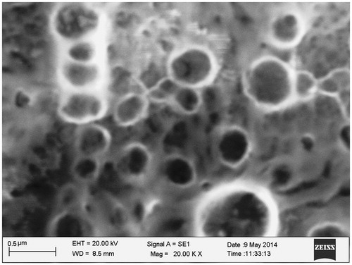 Figure 4. SEM of carboplatin-loaded PCL nanoparticles (CPC-08).