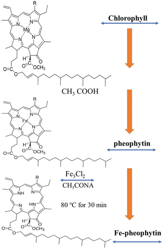 Figure 2. Reaction scheme for the synthesis of pheophytin and Fe-pheophytin. Derivatives from natural chlorophyll are present in crude spinach extract (PubChem).