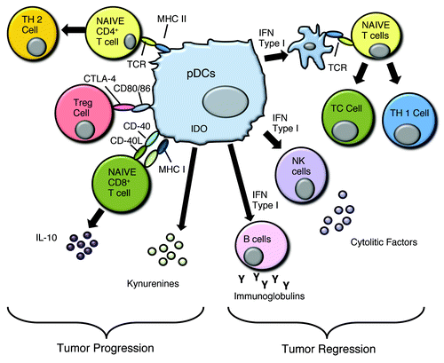Figure 2. pDCs can favor both tumor progression and tumor regression. The mechanisms that allow tumor cell proliferation are due to the induction of a Th2-like microenvironment, activation of Treg via CTLA4/CD80 or CD86, and IL-10 production that can modulate the immune fate of cytotoxic lymphocytes, such as CD8+ T cells. Tumor regression is achieved by Type I IFN dependent and independent activation of DCs, NK cells and B cells while promoting a Th1-polarizing environment.