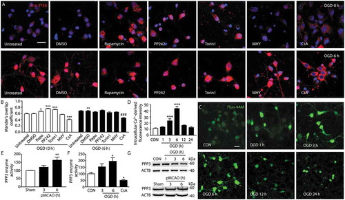 Figure 4. Activation of PPP3/calcineurin mediates the translocation of TFEB in to the nucleus. (a) Primary neurons were incubated with the PPP3/calcineurin inhibitor CsA and the indicated inhibitors or agonist of MTOR at 0 and 6 h of OGD treatment. The nuclear translocation of TFEB was monitored by immunofluorescence using a TFEB antibody. Scale bar: 20 μm. (b) Columns represent Mander’s overlap coefficient. At least 3 independent experiments for each group were included. Data are expressed as mean ± SEM. ***p < 0.001, **p < 0.01, *p < 0.05 vs. OGD (0 h)+ DMSO group; ###p < 0.001 vs. OGD (6 h)+ DMSO group. (c) The fluorescence intensity of neurons incubated with Fluo 4-AM was captured from 1 h to 24 h after OGD to monitor the dynamic change of Ca2+ concentration. Scale bar: 20 μm. (d) Quantification of the dynamic change of Ca2+ concentration. Statistical comparisons were carried out with ANOVA followed by Tukey’s test. Data are presented as mean ± SEM from 4 independent experiments. ***p < 0.001 vs. CON group. (e and f) Histograms showing the alterations of PPP3/calcineurin activity in the cortex of sham-operated rats or pMCAO-treated rats and OGD-treated primary neurons. The PPP3/calcineurin activity was measured by using 32P-labeled RII peptide as the substrate. Each sample was analyzed in triplicate. Data are expressed as mean ± SEM. Statistical comparisons were carried out with ANOVA followed by Tukey’s test. **p < 0.01 vs. sham group; *p < 0.05 vs. CON group. (G) Immunoblotting analysis of the dynamic change of PPP3/calcineurin expression at the indicated time points following OGD and pMCAO.