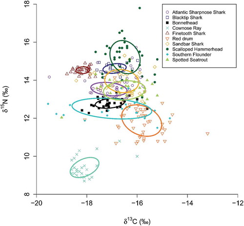 Figure 3. Dietary niche overlap for 10 predator species in Bulls Bay, South Carolina. The lines enclose areas that represent each species’ corrected standard ellipse area, which was calculated with the program SIBER. The overlap between ellipses represents the degree of shared resource use by two species. Although all sampled individuals are represented on the isotopic biplot, the ellipse for Atlantic Sharpnose Sharks was calculated based on only the August-caught age-0 fish and adults, as those data were normally distributed. The ellipse for Cownose Rays was calculated with nonnormally distributed data, whereas data from the other eight species had normal distributions.