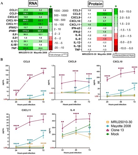 Figure 6. NSs potentially modulates astrocytes immune response by interfering with mRNA translation. (A) Comparison between mRNA and protein expression levels after 48 h post-infection (hpi) for specific genes: mRNA levels are expressed in fold-change and protein level with a ratio of mean protein concentration between infected and mock conditions. If protein ratio was under 1, value is expressed after −1/X conversion. (B) Kinetic of expression of inflammatory cytokines of RVFV-infected astrocytes (MRU25010-30, Mayotte 2008 and Clone 13, a NSs-delated natural strain, MOI 0.1). Measurements of protein concentration were done using FACS multiplex assays (LOD: Limit of Detection) at 24, 48, and 72 hpi. Results show protein concentration expressed in mean ±95% confidence interval (Mann–Whitney test compared to mock concentration, p-value: *p < .05, **p < .01, ***p < .001, ****p < .0001).