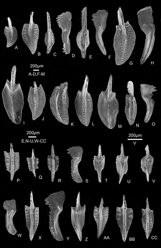 Figure 10. Selected representative conodonts from the Xiejingsi Formation. All are P1 (Pa) elements. A, B, Polygnathus brevis Miller and Youngquist, Citation1947, upper views of PKUM-02-1123/Sh3 and PKUM-02-1124/Sh3; C–E, Polygnathus brevilaminus Branson and Mehl, Citation1934. C, upper view of PKUM-02-1125/L1; D, lateral view of PKUM-02-1126/L1; E, aboral view of PKUM-02-1127/Sh5; F–M, Polygnathus dispersus sp. nov. F, paratype, lateral view of PKUM-02-1130/L9-3; G–I, holotype, upper, lateral and aboral views of PKUM-02-1131/L9-3; J, L, paratypes, upper views of PKUM-02-1132/L9-3 and PKUM-02-1134/L9-3; K, paratype, oblique view of PKUM-02-1133/L9-3; M, paratype, aboral view of PKUM-02-1186/L9-3; N, O, Polygnathus mirificus Ji and Ziegler, Citation1993, upper view of PKUM-02-1135/Sh3 and lateral view of PKUM-02-1136/Sh3; P–W, Polygnathus peltatus sp. nov. P, Q, paratypes, upper views of PKUM-02-1143/L9-3 and PKUM-02-1142/L9-3; R–T, holotype, upper, lateral and aboral views of PKUM-02-1141/L9-3; U, V, paratypes, aboral views of PKUM-02-1128/L9-3 and PKUM-02-1145/L9-3; W, paratype, lateral view of PKUM-02-1146/L9-3; X–CC, Polygnathus sagittiformis sp. nov. X–Z, holotype, upper, lateral and aboral views of PKUM-02-1137/L9-3; AA–CC, paratypes, upper views of PKUM-02-1138/L9-3, PKUM-02-1139/L9-3 and PKUM-02-1140/L9-3.