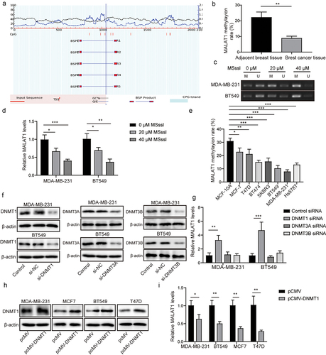 Figure 2. The high MALAT1 expression in TNBC was related to the hypomethylation of its promoter region. (a) Methprimer2 (http://www.urogene.org/methprimer/index.html) was employed to predict the location of CpG islands in the MALAT1 promoter, and the schematic representation was presented. (b) the methylation level of MALAT1 in BC tissues and adjacent tissues were determined using BSP. MALAT1 methylation level (c) and MALAT1 expression (d) in MDA-MB-231 and BT549 cells after M.SssI (20 µM, 40 µM) treatment were evaluated by MSP and RT-qPCR, respectively. (e) BSP was employed to detect the methylation level of MALAT1 in BC cells and MCF‐10A cells. MDA-MB-231 and BT549 cells were transfected with si-NC, si-DNMT1, si-DNMT3A or si-DNMT3B, and DNMT1/3A/3B protein levels (f) and MALAT1 expression (g) were assessed using western blot and RT-qPCR, respectively. DNMT1 protein level (H) and MALAT1 expression (i) in MDA-MB-231, BT549, MCF-7 and T47D cells after pCMV or pcmv-DNMT1 transfection were assessed by western blot and RT-qPCR, respectively. The measurement data were presented as mean ± SD. All of the tests in this study were conducted for three times. *P < 0.05, ** P < 0.01, ***P < 0.001.