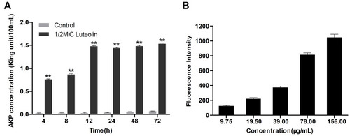 Figure 2 Effect of luteolin on the cell wall integrity of T. pyogenes. (A) Leakage of AKP from T. pyogenes after treatment with luteolin. Data are presented as mean (± SD) of three replicates (compared with the control, ** P < 0.01). (B) Fluorescence intensity of NPN after treatment with different concentrations of luteolin. Data are presented as mean (± SD) of three replicates.