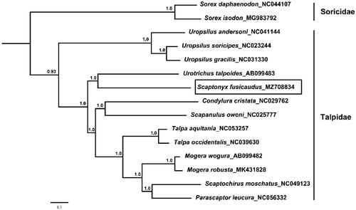 Figure 1. Bayesian phylogenetic tree based on 13 protein genes of mitochondrial genome. Numbers by the nodes indicate Bayesian posterior probabilities.