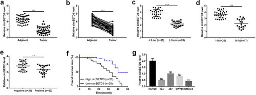 Figure 1. Downregulation of circ-SETD3 in bladder cancer tissues and cell lines