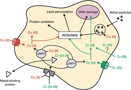 Different pathways used by metal ions to enter into the cells. Cr(VI) can cross the cytoplasmic membrane through the non-specific phosphate/sulphate anionic transporters. Within the cell, Cr(VI) undergoes rapid metabolic reduction to form Cr(V), Cr(IV), and finally Cr(III). At each step of Cr(VI) reduction, reactive oxygen species (ROS) and reactive nitrogen species (RNS) are generated. Whether or not Cr(III) is able to cross the cell membrane on its own without a carrier remains controversial. Co(II) can cross the cell membrane using the non-specific iron transporter and it is oxidized in the cytosol to Co(III). Co-oxidation leads to the generation of ROS and RNS. Co(II) and Cr(VI–III) can also bind some metal-binding proteins such as transferrin or ferritin. In the endosome, Co(II) and Cr(VI–III) are unbound from their protein carrier; via the DMT1 transporter, they are released in the cytosol where they can be reduced/ oxidized and result in the generation of ROS/RNS. ROS and RNS are known to be involved in protein oxidation, leading to their degradation, lipid peroxidation, and DNA damage. Cr(III) can also cross the nuclear membrane and participate in alteration of DNA. Metal particles, released from the articulating surface of the MoM prosthesis, can be phagocytosed by the cells. Inside the phago-lysosome, particles become corroded and release metal ions in the cytosol.