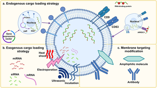 Figure 6 The engineering strategies for EVs. (a) Endogenous cargo loading strategy: it generates functional EVs by the endogenously loading of functional molecules into cells. (b) Exogenous cargo loading strategy: it utilizes loading strategies such as incubation, electric transfer, heat shock, ultrasound, etc. to directly load exogenous goods into EVs, thereby exerting the effect of exogenous goods. (c) Membrane targeting modification: it enhances the targeting ability of EVs by binding functional molecules to proteins or phospholipids on the surface of EVs. Created with BioRender.com.