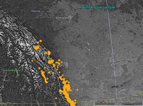 Fig. 1 Northern range of P. flexilis (orange) and sample location (blue star) at the genetic archive in the Alberta Tree Improvement and Seed Centre, Smoky Lake. Google Earth imagery, 2021