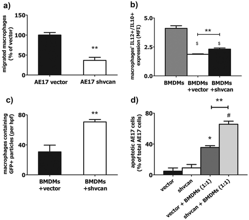 Figure 5. Tumor versican critically impairs the effects of macrophages on mesothelioma cells in vitro.Macrophages, co-cultured with versican-deficient AE17 mesothelioma cells, exhibited reduced migration towards cancer cells (a), increased M1 polarization (b) and a higher phagocytosis of tumor cells (c) compared to macrophages co-cultured with control AE17 cells. Versican-deficient cells exhibited higher apoptosis rate compared to control ones in co-culture with macrophages (d). Number of migrated BMDMs per hpf towards AE17-vector or AE17-shvcan cells (% of macrophages migrated towards vector cells – 400X magnification) (a), IL-12/IL-10 expression ratio in macrophages cultivated alone or with AE17-vector or AE17-shvcan cells (b), number of AE17 GFP (+) fragments-containing tomato macrophages co-cultured with AE17-vector or AE17-shvcan cells per hpf (400X magnification) (c) and percentage of apoptotic AE17-vector or AE17-shvcan cells cultured alone or with macrophages (d), *p < 0.05 compared to vector, # p < 0.05 compared to shvcan, $ p < 0.05 compared to macrophages, ** p < 0.01. BMDMs: Bone Marrow Derived Macrophages, MFI: Mean Fluorescence Intensity. Data are presented as mean ± standard error of mean (sem).