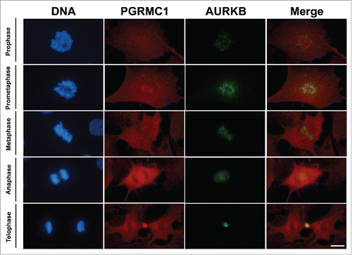Figure 3. Colocalization PGRMC1-AURK in bGC. Representative images showing PGRMC1 (red) and AURKB (green) colocalization during the different mitotic phases of cultured bGC; DNA was stained with DAPI (blue). PGRMC1 and AURKB start to colocalize to the mitotic spindle region during prophase and the colocalization is more pronounced in the central spindle during ana/telophase. Scale bar is 10 µm.
