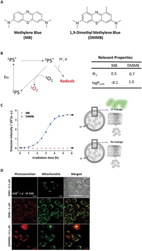 Figure 1. The capability of interacting and damage membranes. (a) Chemical structure of MB and DMMB cations. (b) Simplified Jablonski diagram of photosensitization. At right, table with relevant properties: 1O2 and log Po/w. (c) Membrane permeabilization assay using DOPC:CL liposomes (15% CL) with entrapped CF. Samples contained 15 μM MB or DMMB and were irradiated with a 631 nm LED, with 72 W m−2 irradiance. The average emission intensity at 517 nm (excitation at 480 nm, for CF fluorescence), accompanied by standard deviation, is plotted as a function of irradiation time. (d) Colocalization of DMMB and MB with mitochondria stained by Rh123. At the indicated concentrations, DMMB and MB accumulated at same level in mitochondria (33.4 ± 11% and 44.5 ± 4%), respectively. Scales bar MB (0.2 µM): 20 µm; MB (2 µM) or DMMB (0.2 µM): 10 µm.