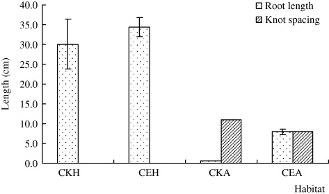 Figure 3. Root length of H. scandens and A. philoxeroides and knot spacing of A. philoxeroides in different habitats. CKH and CKA represent the habitats in which H. scandens or A. philoxeroides lived alone, and CE represents the habitat which H. scandens shared with A. philoxeroides. The bars in the figure stand for the Std. Errors of the replications (n=5 for root length and n=6 for knot spacing).