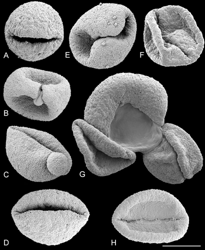 Figure 8. SEM, pollen grains ofTrithuria filamentosa, the perennial Tasmanian species A–E. Wells et al. VM9; F–H. Briggs 9862. (A) “Normal” pollen grain viewed from the distal side; (B) atypical (collapsed) pollen grain viewed from the distal pole with slightly opened very short aperture and protruding male gametophyte covered by intine; (C) pollen grain viewed from the side of the apparently normal aperture; note micrograin at lower right corner; (D) “normal” pollen grain viewed from the distal side; (E) pollen grain viewed apparently from the distal pole; the aperture shape is highly abnormal. Several micrograins are attached to this normal‐sized grain; these micrograins are much smaller than the micrograin in (C). (F) collapsed pollen grain; (G) group of three pollen grains; the left one is collapsed, the central one has a widely opened aperture with protruding male gametophyte covered by intine, the right grain has a relatively “normal” appearance. (Note that the aperture does not open so widely when pollen grains germinate on stigmas in other species of Trithuria). (H) collapsed pollen grain viewed from the side of a normal‐shaped aperture. Scale bar common to all images – 10 µm.