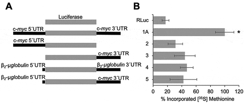 Figure 3. High translational efficiency of the chimeric c-myc reporter mRNA in an in vitro coupled transcription/translation system depends on the joint presence of the c-myc 5ʹUTR and 3ʹUTR. Panel A: Schematic representation of the different chimeric mRNAs used in Panel B: The T7-driven expression of chimeric mRNAs from PCR products (8 ng/μL) containing regions coding for the CDS of RLuc alone, c-myc-5ʹUTR-RLuc-c-myc-3ʹUTR (chimera 1A), c-myc-5ʹUTR-RLuc (chimera 2), RLuc-c-myc-3ʹUTR (chimera 3), β2-µglob-5ʹUTR-RLuc-β2-µglob-3ʹUTR (chimera 4) or β2-µglob-5ʹUTR-RLuc-c-myc-3ʹUTR (chimera 5) mRNAs. The transcription reaction and subsequent translation of the RLuc reporter were performed at 30°C. The incorporation of [35S]-Met is expressed as the % relative to c-myc-5ʹUTR-RLuc-c-myc-3ʹUTR (chimera 1A; 100%). It was measured as counts per minute (cpm)/mole cDNA and determined using the mean value of the triplicates withdrawn at 60 min to indicate the efficiency of each chimeric mRNA in the in vitro system. * Indicates p < 0.05 based on two-tailed Student’s t-test compared to control (RLuc alone)