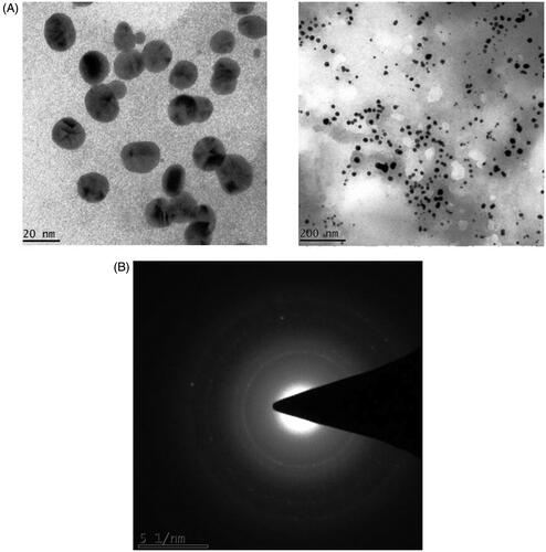 Figure 3. TEM-SAED pattern of AuNPs synthesised from A. spectabilis.