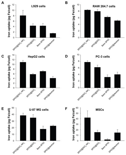 Figure 4 Intracellular iron content study in L929, RAW 264.7, HepG2, PC-3, U-87 MG, and primary cultured mouse MSCs after 24 hours incubation of SPIO nanoparticles with iron concentration at 4.5 μg/mL.Note: Data were expressed as means ± standard deviations from three experiments.Abbreviations: MSC, mesenchymal stem cell; SPIO, superparamagnetic iron oxide; SPIO@SiO2-NH2, aminosilane-coated SPIO nanoparticles; SPIO@SiO2, SiO2-coated SPIO nanoparticles; SPIO@dextran, dextran-coated SPIO nanoparticles.