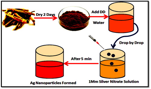 Figure 2. Time-bound study for the synthesis of AgNPs using the plant root extract.