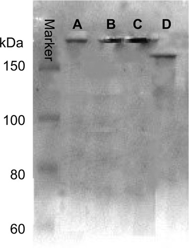 Figure 6 Non-reducing SDS-PAGE of different conjugates. Lanes A–D are TMAB-PEG-PAMAM-PTX, TMAB-PEG-PAMAM-FITC, TMAB-PEG-PAMAM-Cy7, and TMAB, respectively.Abbreviations: SDS-PAGE, sodium dodecyl sulfate polyacrylamide gel electrophoresis; TMAB, trastuzumab; PEG, polyethylene glycol; PAMAM, polyamidoamine; PTX, paclitaxel; FITC, fluorescein isothiocyanate; Cy7, cyanine7.