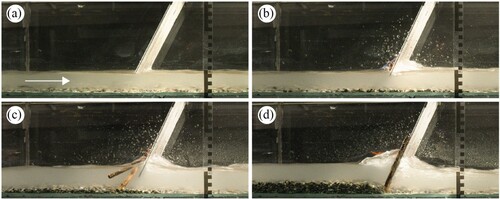 Figure 4 LW accumulation and sediment deposition at the inclined bar screen for increasing Vs,rel: (a) prior to LW addition, (b) Vs,rel=0.12, (c) Vs,rel=0.22, and (d) Vs,rel=0.34 (test 5)