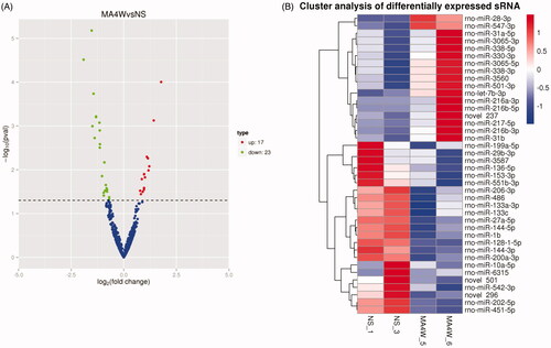 Figure 3. Screening of differentially expressed miRNAs in rat NAc after METH treatment. (A) The volcano map of the differential miRNAs. The abscissa represents the fold change of miRNA expression, and the ordinate represents the statistical significance of the change in miRNA expression. The scatter points represent individual miRNAs. (B) Differential miRNA clustering map.