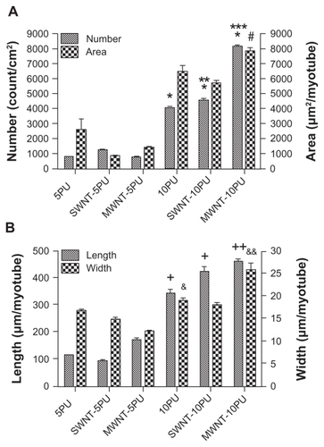 Figure 8 Quantification of myotube organization and morphology on electrospun scaffolds. (A) myotube number (count/cm2) and area (μm2/myotube), (B) myotube length and width (μm/myotube) after four days of culture.Notes: Values are presented as the mean ± standard error of the mean. *,+,#P < 0.05 versus all 5PU scaffolds; **P < 0.05 versus 10PU; ***P < 0.05 versus 10PU and SWNT-10PU; ++P < 0.05 versus all 5PU and 10PU scaffolds; &P < 0.05 versus MWNT-5PU; and &&P < 0.05 versus all samples.Abbreviations: MWNT, multiwalled nanotubes; SWNT, single-walled nanotubes; 5PU, 5% w/v polyurethane; 10PU, 10% w/v polyurethane.