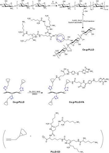 Figure 1 Synthesis route to Cs-N3, the azido-functionalized chitosan substituted derivative, poly (L-lysine) G3 dendron-conjugated chitosan (Cs-g-PLLD), and Cs-g-PLLD-FA.Abbreviations: DCC, dicyclohexylcarbodiimide; NHS, N-hydroxysuccinimde; DMSO, dimethyl sulfoxide; FA, folic acid; PLLD, poly (L-lysine) dendrons; Cs-g-PLLD-FA, a novel nanoscale polysaccharide derivative prepared by click conjugation of azido-modified chitosan with propargyl focal point PLLD and subsequent coupling with FA.
