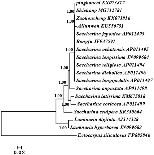 Figure 1. Phylogenetic trees derived from Bayesian analysis constructed based on concatenated nucleotide sequences of 35 mtDNA protein-encoding genes.