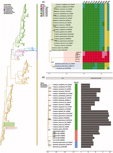Figure 1. Phylogenomic tree of 5 strains of Calonectria ilicicola and 586 fungal strains constructed based on the concatenated dataset of 11 protein-coding genes by FastTree v2.1.10. The 586 fungal strains are downloaded from NCBI and the GenBank accession numbers are given after the species name.