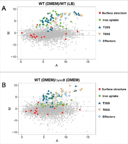 Figure 3. MA plots showing changes in gene expression between WT in DMEM vs. LB (A) and WT vs. ΔesrB in DMEM (B). The log2 of the ratio of the abundances of each transcript between the 2 conditions (M) is plotted against the average log2 of the abundance of that transcript in both conditions (A). T3SS, T6SS, iron uptake, effectors, surface structure and effector genes are highlighted.