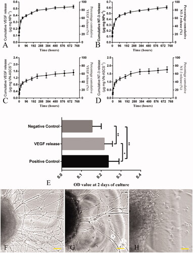 Figure 2. In vitro VEGF and NT-3 release from V-NPs and N-NPs, respectively, in the first 720 h are shown in (A) and (B). And the release profiles of VEGF and NT-3 from VN-ASCS are similar, with an initial burst release within the first 24 h, followed by a relatively rapid release from 24 up to 96 h and a sustained release during the period of up to 720 h (C,D). Bioactivity assay for VEGF and NT-3 (E–H). As indicated by the OD value, HUVEC proliferation in VEGF release medium was significantly enhanced (p < .01), as compared with that of the negative control, and relatively lower (p < .05) than that of the positive control (E). After 48 h of culture, compared to the negative control (H), DRGs cultured in NT-3 release medium (G) extended significant neurite outgrowth, whereas the positive control (F) exhibited the most robust extension of the neurites and the highest density of DRG axons. Scale bar: F–H for 100 μm; *p < .05, **p < .01