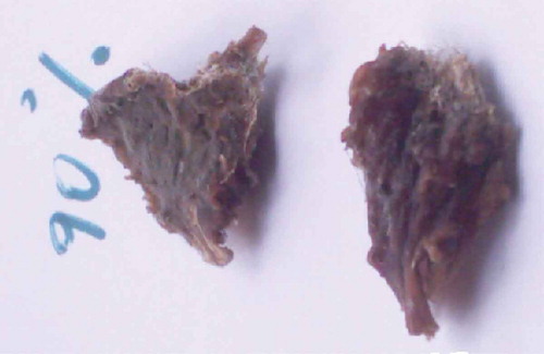 Figure 3. Dehydrated meat samples with mould growth at 90% aw of sorption isotherms.