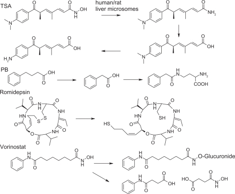 Figure 4 Metabolic processes for some histone deacetylase inhibitors.Abbreviations: PB, phenyl butyrate; TSA, trichostatin.