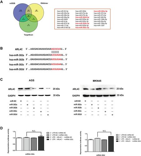 Figure 2 Exploration of upstream microRNAs (miRs) of ARL4C. (A) 26 miRNAs were screened out in Homo sapiens by RNAInter, TargetScan and miRDB. (B) The putative miR-302s-binding sites in 3ʹ-UTR of ARL4C. (C) miR-302c and miR-302d transfection decreased the protein expression of ARL4C both in AGS and MKN45 cells. (D) The relative luciferase activity assays showed that 3ʹ-UTR of ARL4C did not contain direct binding sites for miR-302c and miR-302d.