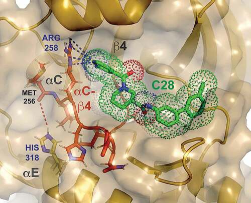 Figure 1. A hypoxia-selective allosteric destabilizer and degrader (C28, green) with sp2 nitrogen hydrogen-bond acceptor warhead, docked on a ring-like, surface pocket of a bone morphogenetic protein (BMP) receptor kinase that is comprised in part by the αC-β4 loop (red), the key allosteric hub responsible for conformational plasticity and instability of protein kinases