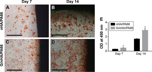 Figure 4 Alizarin red staining (A–D) and quantitative analysis (E).Note: *P<0.05 compared to the respective control (scale bar =200 μm, magnification 200×) (n=5).Abbreviations: G/nHA/PA66, graphene/nanohydroxyapatite/polyamide66; nHA/PA66, nanohydroxyapatite/polyamide66; OD, optical density.