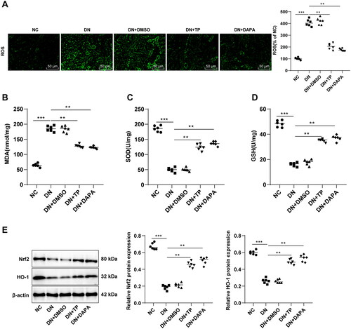 Figure 3. TP improved OS injury and activated the Nrf2/HO-1 pathway in renal tissue of DN mice. (A) DCFH-DA kits were used to detect ROS levels in mouse renal tissues; (B–D) The levels of OS-related enzymes, such as MDA, SOD, and GSH were detected; E: The levels of the Nrf2/HO-1 pathway-related proteins in mouse kidney tissues were detected by WB. Data were expressed as mean ± SD, N = 6. One-way ANOVA was used for data comparison among multiple groups and Tukey’s test was used for the post-hoc test. **p < 0.01, ***p < 0.001.