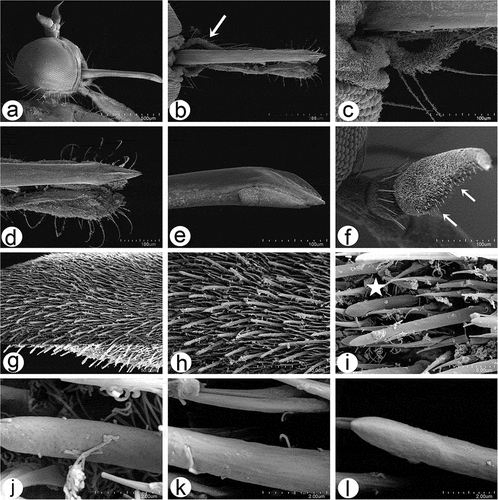 Figure 7. Scanning electron microscopy of Rhamphomyia aquila sp. nov. female head and antennal sensilla. (a) Dichoptic eyes; (b–c) mouth parts with palpi bearing 3–4 long setae (white arrow); (d–e) labium and long stylet labrum with epipharyngeal blades; (f) ventral side of postpedicel with sensilla (white arrows); (g–i) basiconic sensilla (most probably type I) (white star); (j–l) sensilla basiconica with granulated and porous surface.