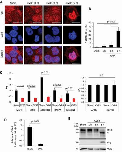 Figure 1. CVB3 induces nuclear localization but functional attenuation of TFEB. (a) Intracellular distribution of TFEB in HeLa cells following CVB3 infection. Immunocytochemical staining was performed to examine the localization of TFEB following time-course infection of CVB3 (MOI = 10). Cell nuclei were counterstained with DAPI. Scale bars: 10 µm. (b) Quantification of percentage of TFEB nuclear localization in (A). More than 30 cells were analyzed. (c) mRNA levels of TFEB transcriptional targets in HeLa cells after CVB3 infection. Following 7-h CVB3 infection (MOI = 10), the expression of several TFEB target genes as indicated was measured by real-time quantitative PCR and normalized to ACTB (mean ± SD, n = 3). Transcriptional levels of house-keeping genes ACTB and GAPDH are shown on the right. (d) TFEB transcriptional activity in HeLa cells after CVB3 infection. TFEB transcriptional activity was measured using 4× CLEAR luciferase reporter (mean ± SD, n = 3) following 5-h CVB3 infection (MOI = 10). (e) Protein expression of TFEB in HeLa cells after CVB3 infection. Western blot analysis was conducted to examine protein levels of TFEB following CVB3 infection (MOI = 10) at different time-points. Viral capsid protein (VP1) and ACTB were probed as controls for viral infection and protein loading, respectively. Arrow denotes lower molecular weight protein reactive to TFEB antibody