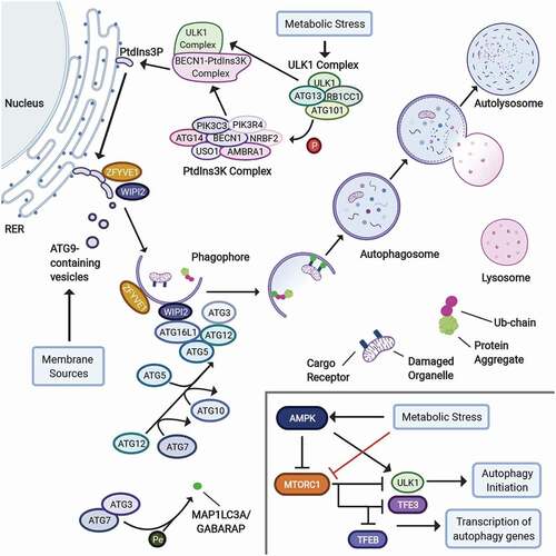 Figure 1. Overview of autophagy and autophagic regulation. In mammals, autophagy is initiated by the ULK1 complex [Citation27], which, along with the PtdIns3K complex [Citation28,Citation29] participates in assembling the autophagic machinery on the rough ER. Additional complexes, such as the ATG12 conjugation system, assemble on the forming phagophore to which autophagic targets are recruited [Citation31]. Targets can be labeled by ubiquitin chains, as well as cargo receptors, including SQSTM1, and CALCOCO2 [Citation24]. After lysosomal fusion, the contents of the autolysosome are degraded, and nutrients are recycled by the cell [Citation24]. The initiation of autophagy is tightly regulated by multiple members of the MTOR pathway, including AMPK [Citation42], MTORC1 [Citation42,Citation43], TFEB and TFE3 [Citation46-48]. AMBRA1: autophagy and beclin 1 regulator 1; NRBF2: nuclear receptor binding factor 2; P: phosphorylation; PE: phosphatidylethanolamine; PIK3C3/VPS34: phosphatidylinositol 3-kinase catalytic subunit type 3; PIK3R4: phosphoinositide-3-kinase regulatory subunit 4; RER: rough endoplasmic reticulum; Ub: ubiquitin; USO1/p115: USO1 vesicle transport factor; ZFYVE1/DFCP1: zinc finger FYVE-type containing 1.