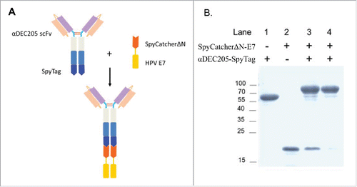 Figure 1. Design and generation of DC targeting vaccine against HPV associated tumor. (A) Schematic diagram of the DC targeting tumor vaccine design and assembly. The αDEC205-SpyTag was prepared previously, and the HPV16 E743-62 polypeptide was fused to the C-terminus of SpyCatcherΔN. Once mixed, they conjugated to form an intact vaccine. (B) Vaccine production and purification. Purified αDEC205-SpyTag was mixed with SpyCatcherΔN-E7 at a molar ratio of 1:1.5 at 4°C for 2 h. The assembled αDEC205-Sc-E7 adduct was purified by Protein A chromatography. The purified adduct was analyzed by SDS-PAGE.