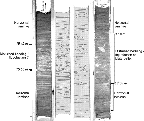 Figure 5  Core photos and sketches of the disturbed sedimentary horizons within the Pouawha core from south-eastern Lake Wairarapa. The deformation in the core on the left is likely to be related to seismic shaking, the deformation in the core on the right has some features that could be related to bioturbation but it may also be seismic shaking-induced.