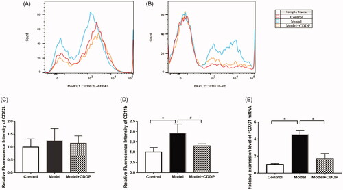 Figure 5. CDDP improved microcirculation via down-regulating CD11b and FOXO1 expression. (A, C) CD62L; (B, D) CD11b; (E) FOXO1.