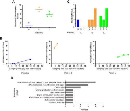 Figure 2 Characteristics of single nucleotide variants (SNVs) from respiratory tract carriage to bacteremia in three A. baumannii bacteremia patients. SNVs of the genomes were identified by mapping sequence reads for each isolate against the first isolates in each patient (A1 for patient A, C2 for patient C, and L6 for patient L). (A) Within-host genetic diversity. The plots showing the number of SNVs calculated between isolates within the same patient. (B) Within-host mutation rates. Linear relationship between the number of accrued SNVs and sampling time was assessed using linear regression. (C) The genic and intergenic SNVs identified during within-host evolution. The letters N, S and I stand for non-synonymous, synonymous and intergenic SNVs respectively. (D) Functional classification of genes with SNVs. The genes were analysed clusters of orthologous groups functional categories.