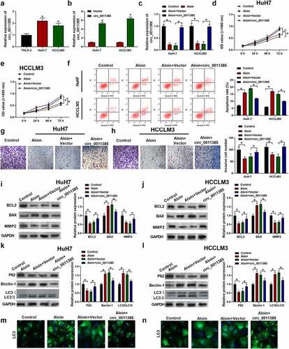 Figure 2. Aloin suppressed cell proliferation and invasion and promoted apoptosis and autophagy via regulating circ_0011385 expression in HCC. (a) qRT-PCR analysis of the expression of circ_0011385 in different HCC cell lines and normal liver cell THLE-2 (*p < 0.05 versus THLE-2). HuH7 and HCCLM3 were pre-transfected with or without circ_0011385 overexpression plasmid or blank vector, and then treated with aloin. (b) qRT-PCR analysis of the overexpression efficiency (*p < 0.05 versus Vector). (c) The expression of circ_0011385 in HCC cells after treated with aloin and transfected with circ_0011385 overexpression plasmid was determined using qRT-PCR. (d, e) Cell viability was determined by CCK-8 assay. (f) Cell apoptosis ratios were measured by flow cytometry. (g, h) Cell invasion ability in HCC cells after treated with aloin and transfected with circ_0011385 overexpression plasmid were determined using transwell invasion assay. (i, j) Relative expressions of apoptosis-related protein (BCL2, BAX, MMP2) were detected by Western blot. GADPH was used as the internal reference. (k, l) Relative expressions of autophagy-related protein (P62, Beclin-1, LC3 I, LC3 II) were detected by Western blot. GADPH was used as the internal reference. (m, n) LC3 (green) in HuH7 and HCCLM3 cells was detected by immunocytochemistry. Data were presented as mean±SEM (n ≥ 3). *P < 0.05 versus control or “aloin+vector”