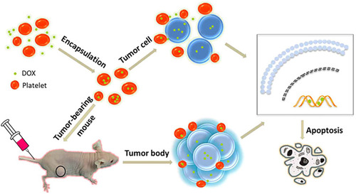 Figure 2 Schematic illustration of the mechanism of enhanced anticancer activity of DOX-platelet through “tumor cell-induced platelet aggregation”.