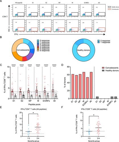 Figure 4. Sustained SARS-CoV-2-specific memory CD8+ T cell responses in convalescents of COVID-19. (A) In vitro expanded PBMCs were stimulated with or without SARS-CoV-2 S1, S2, NP, M, E/ORFs peptide pools or all peptide pools for 16 h, and the IFN-γ producing T cells were shown. (B) Pie chart shows the frequency of convalescents (n = 39) or healthy donors (n = 20) who responded to 0–6 peptide pools. (C) Comparison of the relative proportion of SARS-CoV-2 peptide-pool-reactive CD8+ T cells between convalescents (red dots) and healthy donors (grey dots). Statistic method and symbols are the same as in Figure 3. (D) Percentage of convalescents or healthy donors who responded to S1, S2, NP, M, E/ORFs, or all peptide pools. (E-F) The comparisons of IFN-γ+/CD4+ T cell (E) and IFN-γ+/CD8+ T cell (F) between different severity groups (n = 37, two child-convalescents were excluded). Unpaired t test was performed in these comparisons. Mean values (solid line) or cut-off (dashed line) were shown for each group. Blue-filled circles, blue-hollow circles, red-hollow circles, and red-filled circles represent the patients from groups 1, 2, 3 or 4, respectively.