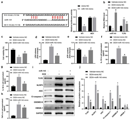 Figure 1. miR-143 reduces injury and pyroptosis in DOX-treated cardiomyocytes. a: dual-luciferase assay to analyse the targeting relationship between miR-143 and TLR2; b: RT-qPCR to detect the levels of miR-143 and TLR2; c: CCK-8 assay to detect cell viability; d: the LDH release kit to detect LDH release; e: ATP production; f: ELISA to detect IL-18 levels in cell supernatant; g: ELISA to detect IL-1β levels in cell supernatant; h: ELISA to detect TNF-α levels in cell supernatant; i-j: Western blotting to detect protein levels of TLR2 and pyroptosis-related molecules. In panels b-h and j, *p < 0.05 compared with the vehicle + mimic NC group, #P < 0.05 compared with the DOX + mimic NC group. Measurement data were expressed as mean ± standard deviation. The independent sample t-test was used for comparisons between two groups, and one-way ANOVA with Tukey’s post hoc test was used for comparisons among multiple groups. The experiments were repeated three times.